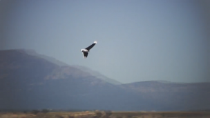 Drones: presente y futuro