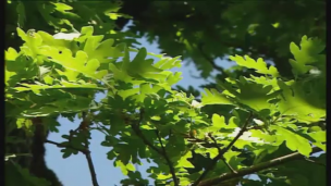 La Educación Ambiental