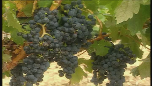 El vino y la salud.  