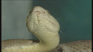 La serpiente en el Mundo Antiguo.   
