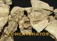 Concavenator