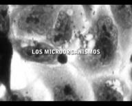 Hallazgos y Creaciones. Los microorganismos