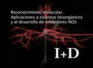 Reconocimiento molecular. Aplicaciones a sistemas bioorgánicos y al desarrollo de inhibidores NOS.