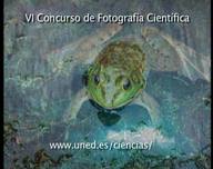 VI Concurso de Fotografía Científica