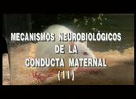 Mecanismos Neurobiológicos de la conducta maternal II