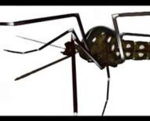 El Macro y Micro Mundo del Mosquito Aedes Aegypti (INGLES)