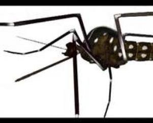 El Macro y Micro Mundo del Mosquito Aedes Aegypti