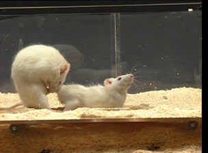 Psicobiologia de la conducta sexual: la rata como modelo experimental