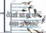 ¿Cuál es el ave más grande?
