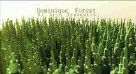 Dominique Forest. El arte tranquilo