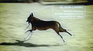 El guía canino. Nuevos métodos y técnicas de adiestramiento para perros de trabajo.