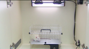 Grupo de investigación: Psicobiología de la drogadicción.