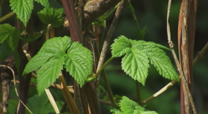 Plantas silvestres comestibles. Parte 1