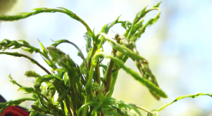 Plantas silvestres comestibles. Parte 2  