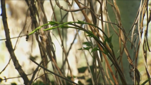 Plantas silvestres comestibles. Parte 1