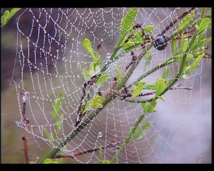 Fotografía científica