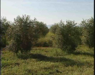 La agricultura sostenible en la Unión Europea. El sector del olivo.