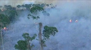 Cine para salvar los bosques