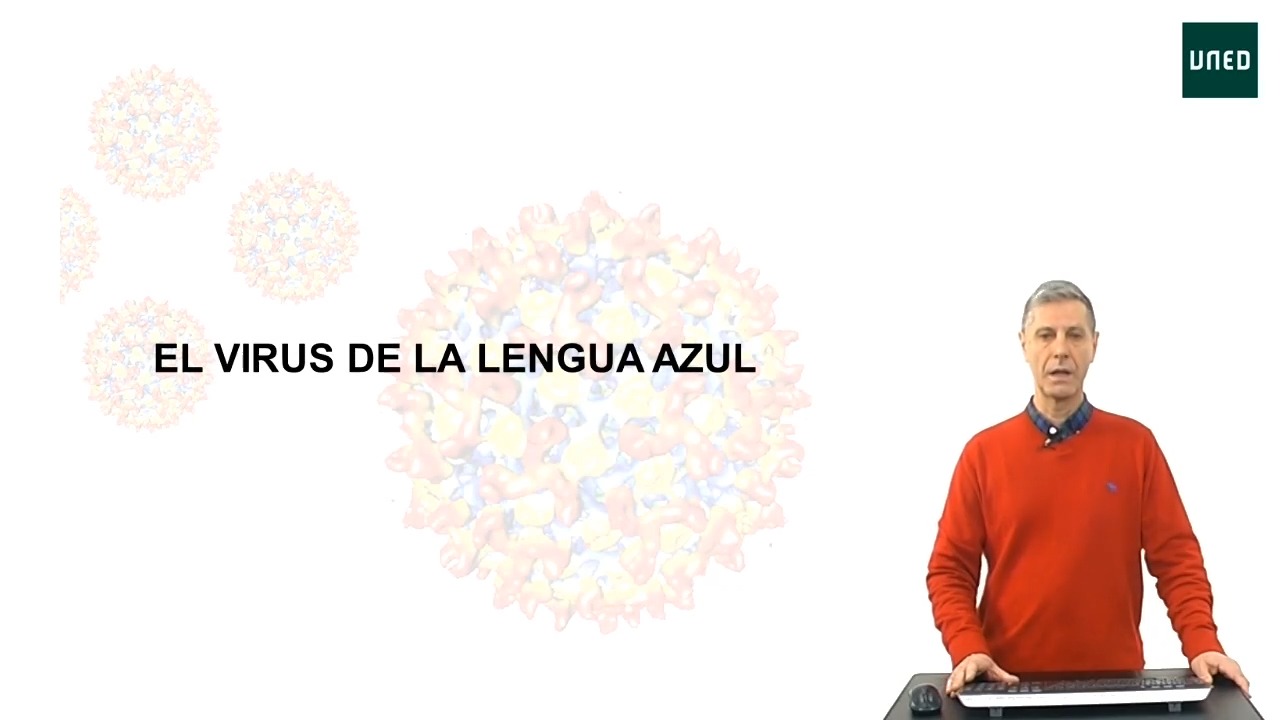 El virus de la Lengua Azul  