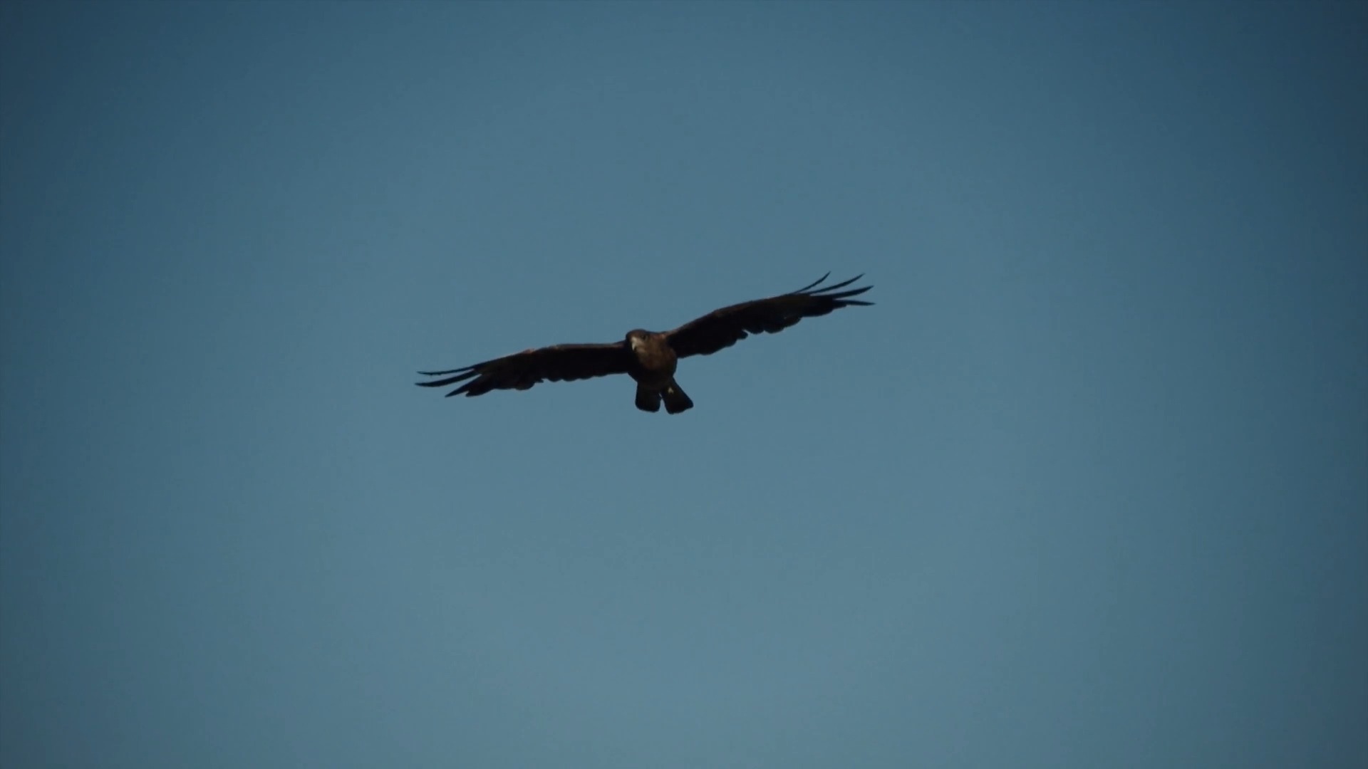 Iniciación a la observación de las aves