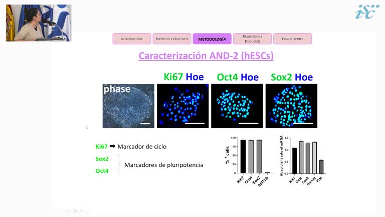 Generación y caracterización de organoides cerebrales humanos a partir de células madre pluripotentes
